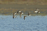 Image. Broad-billed Sandpiper & Curlew Sandpiper