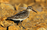 Image. Broad-billed Sandpiper
