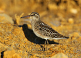 Image. Broad-billed Sandpiper