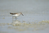 Image. Broad-billed Sandpiper