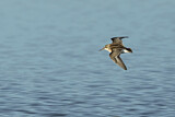 Image. Broad-billed Sandpiper