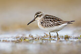 Image. Broad-billed Sandpiper