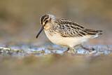 Image. Broad-billed Sandpiper