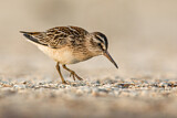 Image. Broad-billed Sandpiper