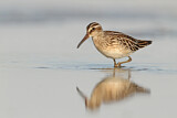 Image. Broad-billed Sandpiper