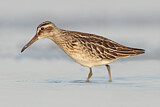 Image. Broad-billed Sandpiper