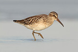 Image. Broad-billed Sandpiper