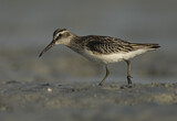 Image. Broad-billed Sandpiper