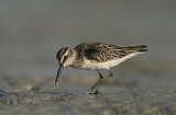 Image. Broad-billed Sandpiper
