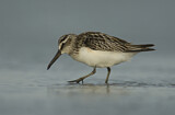 Image. Broad-billed Sandpiper
