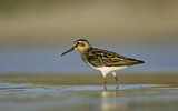 Image. Broad-billed Sandpiper