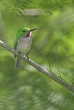 Image. Broad-billed Tody