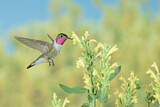 Image. Broad-tailed Hummingbird