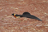Image. Broad-tailed Paradise Whydah