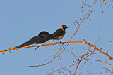Image. Broad-tailed Paradise Whydah
