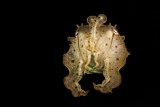 Image. Broadclub Cuttlefish