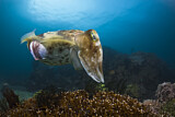 Image. Broadclub Cuttlefish