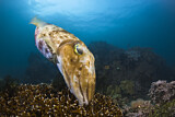 Image. Broadclub Cuttlefish