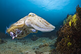Image. Broadclub Cuttlefish