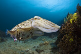 Image. Broadclub Cuttlefish