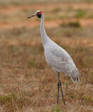 Image. Brolgakranich