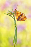 Image. Brombeer-Perlmuttfalter