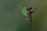 Image. Bronze-tailed Plumeleteer