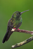 Image. Bronze-tailed Plumeleteer