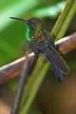 Image. Bronze-tailed Plumeleteer