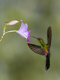 Image. Bronze-tailed Plumeleteer