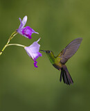 Image. Bronze-tailed Plumeleteer