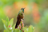 Image. Bronze-tailed Thornbill