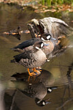 Image. Bronze-winged Duck