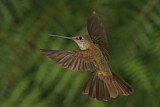 Image. Bronzeandenkolibri