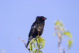 Image. Bronzed Cowbird