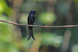 Image. Bronzed Drongo
