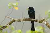 Image. Bronzed Drongo