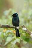 Image. Bronzed Drongo