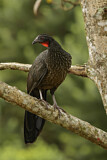 Image. Bronzeguan