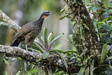Image. Bronzeguan