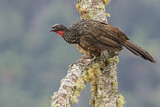 Image. Bronzeguan