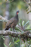 Image. Bronzeguan