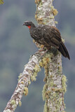 Image. Bronzeguan