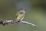 Image. Bronzekuckuck