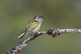 Image. Bronzekuckuck