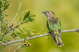 Image. Bronzekuckuck