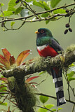 Image. Bronzetrogon