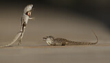 Image. Brown Anole