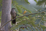 Image. Brown Babbler