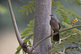 Image. Brown Babbler